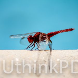Image dragon fly